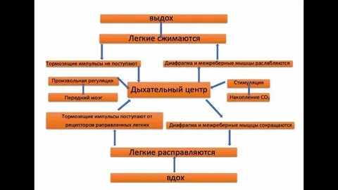 Регуляция дыхания охрана воздушной среды 8 класс