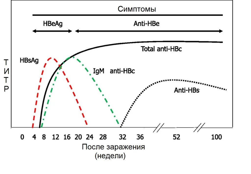 Гепатит в, антитела Anti – HBS AG. HBSAG положительный и HBEAG отрицательный. Исследование антигена HBS. Антиген s вируса гепатита в HBSAG нормы. Hbsag anti hcv