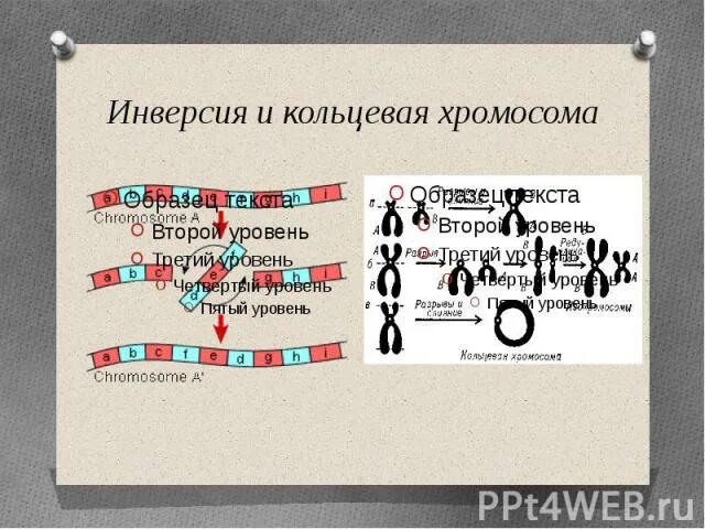 Наличием кольцевой хромосомы. Кольцевая хромосома. Хромосомная инверсия. Днк прокариот двухцепочечная. Кольцевая хромосома у бактерий.