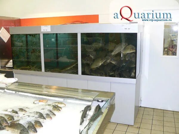 баннер для рыбного магазина. промышленные торговые аквариумы для живой рыбы. рыба баннеры для магазинов. живая рыба москва. аквариум витрина для устриц.
