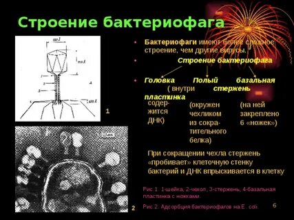 Укажите структуры бактериофага