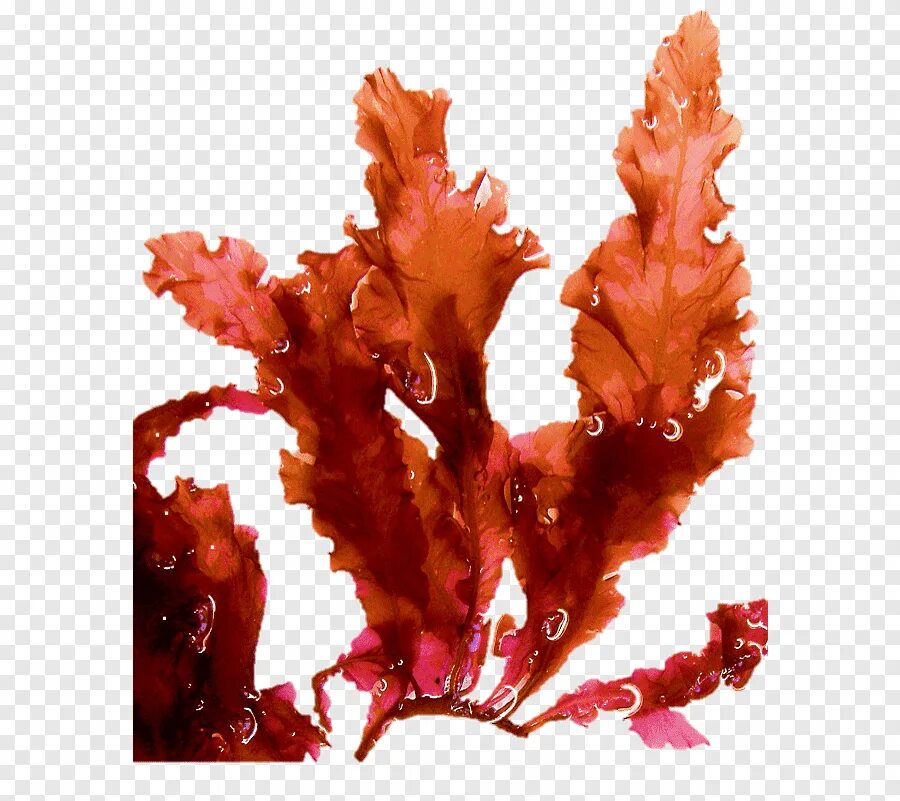 Порфиры водоросли. Красные водоросли порфира. Ламинария порфира. Бурые водоросли порфира.