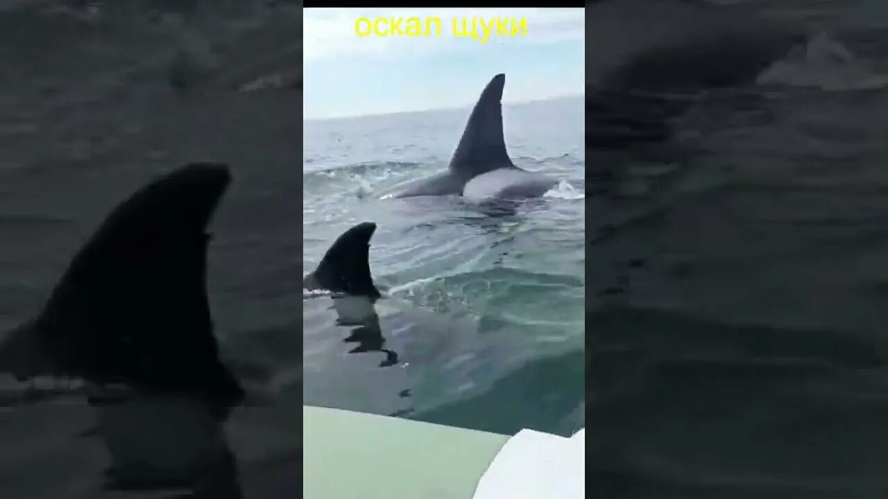Выжили касатки в японском море. Касатка норд. Белухи во владивостоке. Касатка альбинос айсберг. Касатки в японском море.