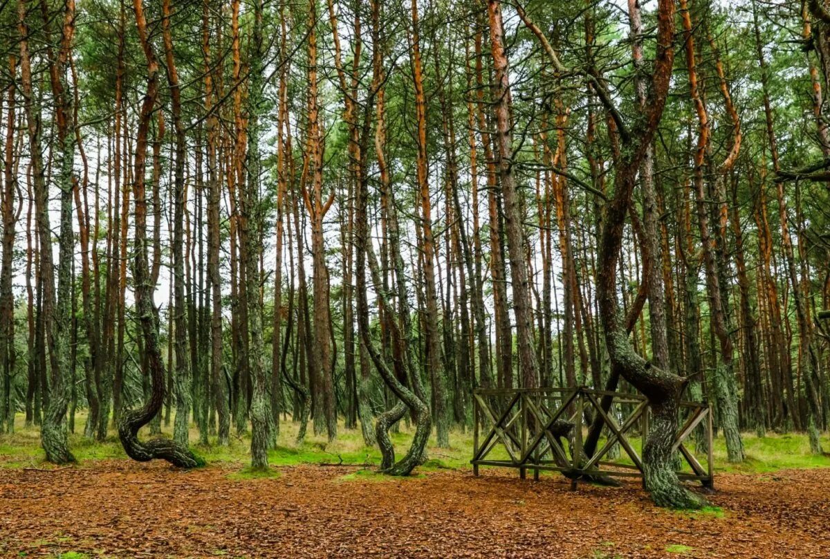 Лесной зеленоградск. Куршская коса Танцующий лес. Куршская коса Калининград Танцующий лес. Калининград пляшущий лес Куршская коса.