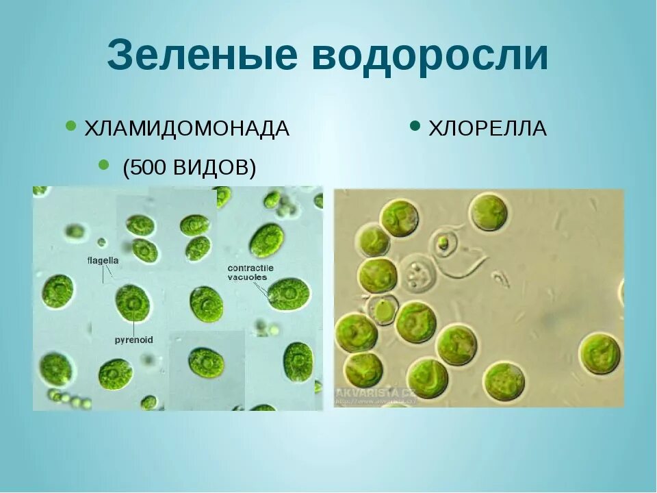 Одноклеточные водоросли биология. - Хлорелла - хламидомонада - ламинария. Одноклеточные растения хлорелла. Одноклеточная водоросль хлорелла. Одноклеточные водоросли хламидомонада и хлорелла.