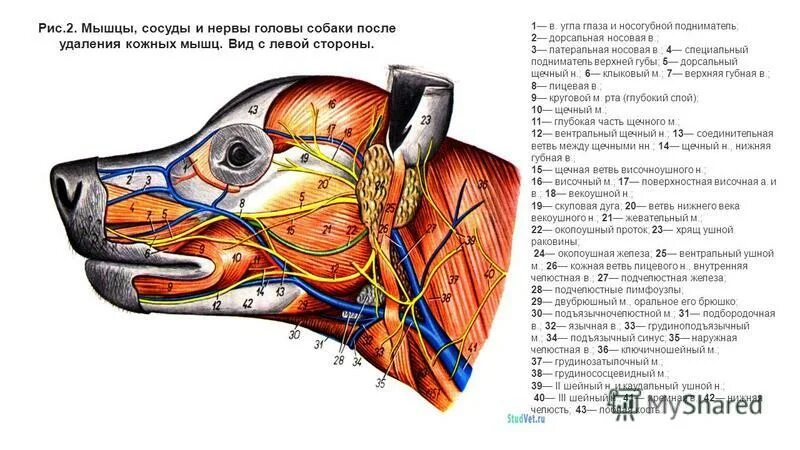 послойная топография тыла стопы. сосуд мышца нерв. сосуды и нервы стопы тыльная поверхность. мышцы плеча топографическая анатомия. кровеносные сосуды в нерве.