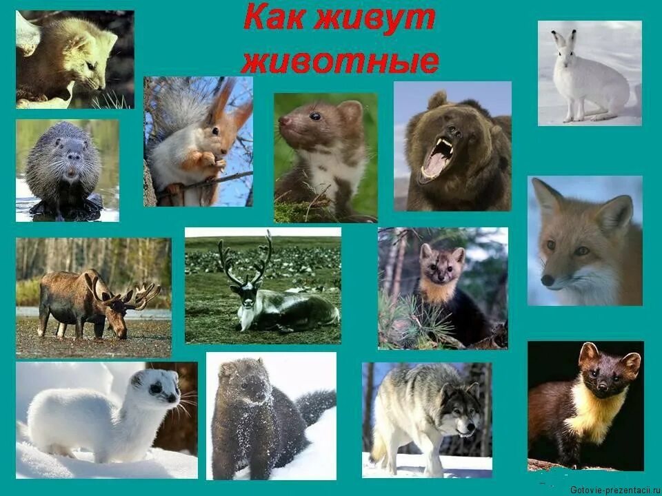 Как живут животные. Урок как живут животные 1 класс школа россии. Презентация по теме как живут животные. Дикие и домашние животные презентация. Домашние иджикие животные.
