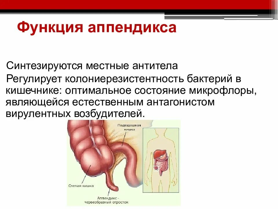 Аппендикс относится. Функции аппендикса в иммунной системе. Функции червеобразного отростка. Червеобразный отросток функции в организме человека.