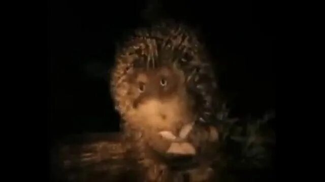 Песня ежик видео. Торт ёжик в тумане с медвежонком. ежик в тумане гифка. стих бедный ежик. бедный ёжик песня.