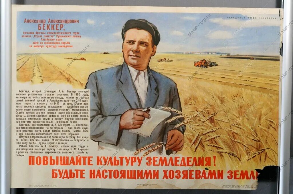 овощи на грядке. советские плакаты урожай. советские агитационные плакаты. я ожидаю не только высоких урожаев. лозунги сельского хозяйства.