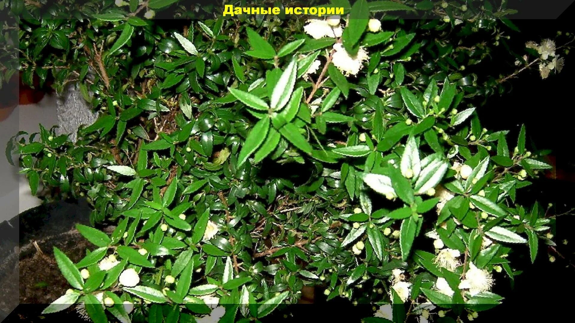 Мирт кингисепп запись. Гардения мирт. мирт серполистный. мирт-144. мирт евгения.