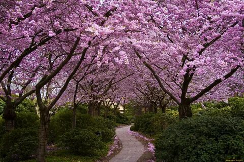 природа, парк, кусты, аллея, цветение, цветы, деревья, сакура, Япония.