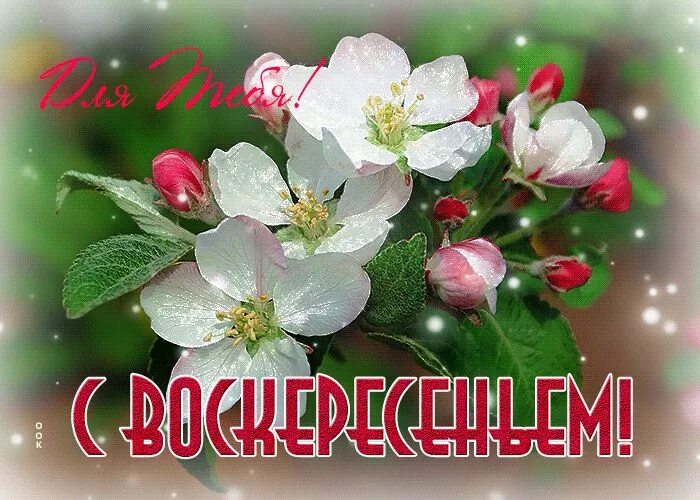 С воскресным утром картинки. Доброго воскресного дня. Прекрасного воскресного дня. Чудного воскресного дня. С воскресным весенним днем.