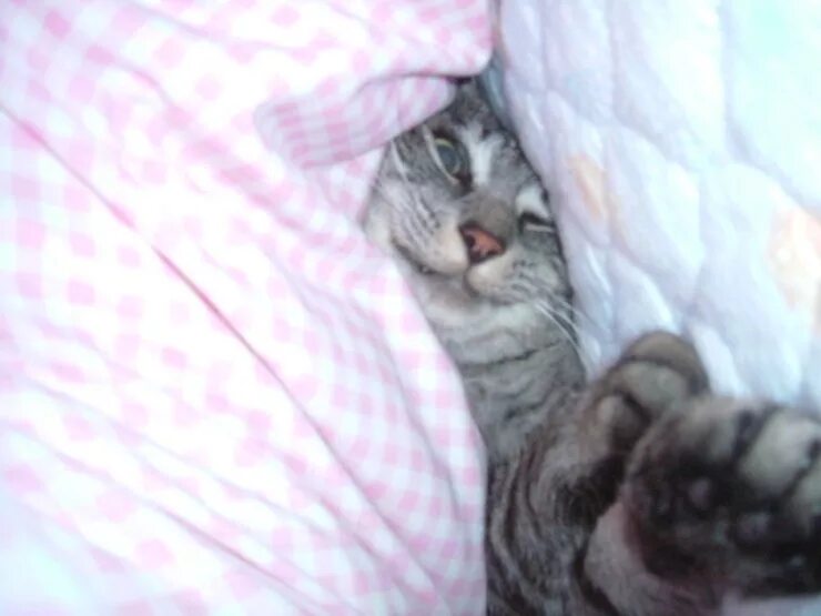 Кошка залазит под одеяло. Кот в одеяле. кот под одеялом. кот из под одеяла. кот стаскивает одеяло.