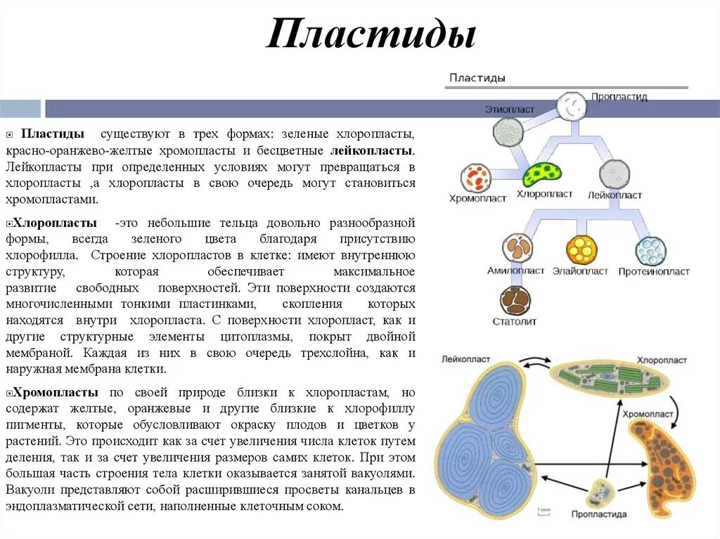 Пластиды (хлоропласты) пластиды (хромопласты) пластиды (лейкопласты). Взаимопревращение пластид таблица. Схема пластиды хлоропласты лейкопласты хромопласты. Пластиды хлоропласты хромопласты лейкопласты. Лейкопласты в растительной клетке