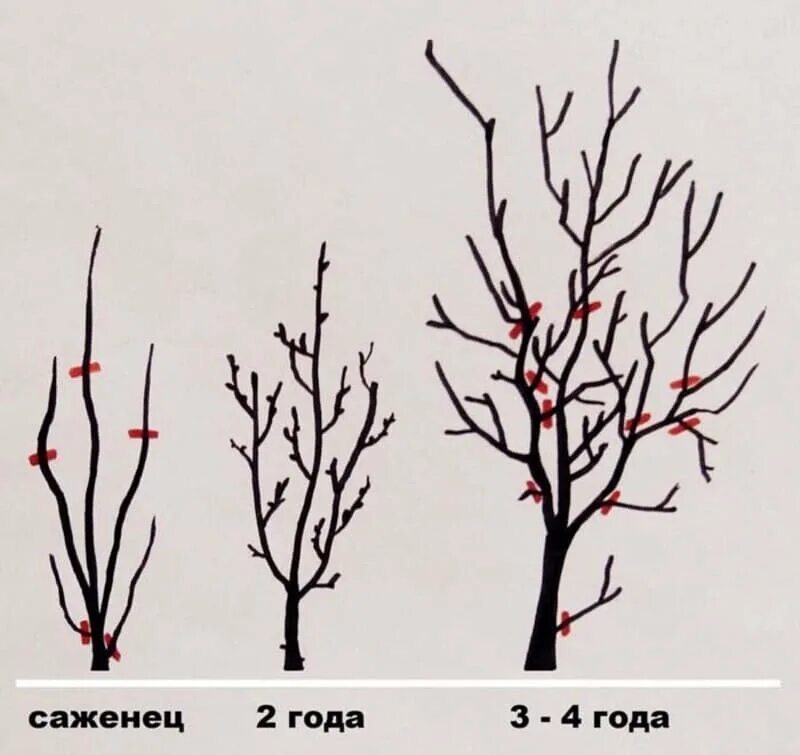 Обрезка плодовых деревьев слива весной.