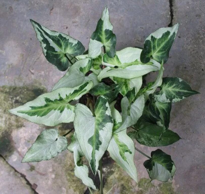 сингониум siam jade. сингониум three kings. сингониум три короля. сингониум magic marble. сингониум три короля.