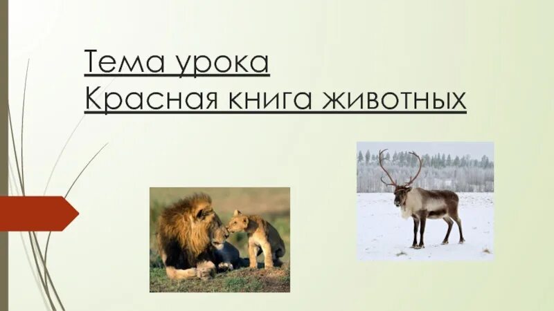 Значение диких животных 2 класс. Значение диких животных в природе. значение диких животных в жизни человека. дикие животные. значение диких животных в жизни человека.. значение диких животных для человека.