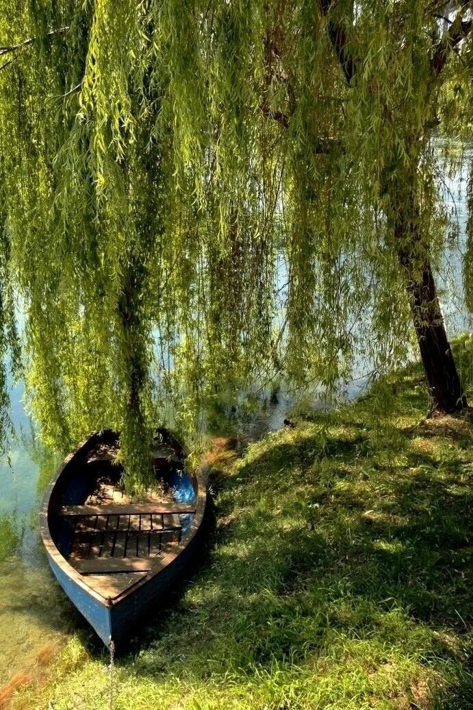 В прозрачной воде лесных речонок отражаются ивы