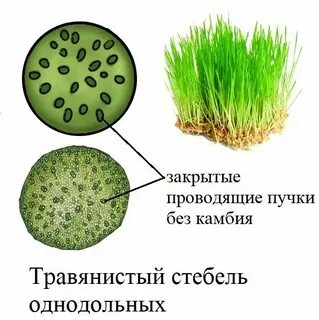 Травенистый или травянистый правило