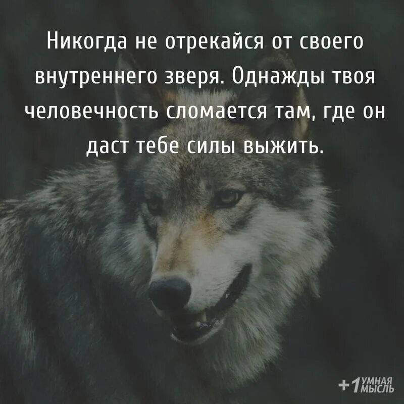 Никогда не отрекайся от своего внутреннего зверя. Цитаты про человечность со смыслом. Статусы про человечность. Не отрекайся от своего зверя никогда.