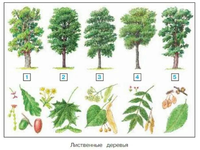 Деревья какой класс. Широколиственные деревья россии. лиственные деревья названия. лиственные деревья названия с картинками. лиственные деревья россии.