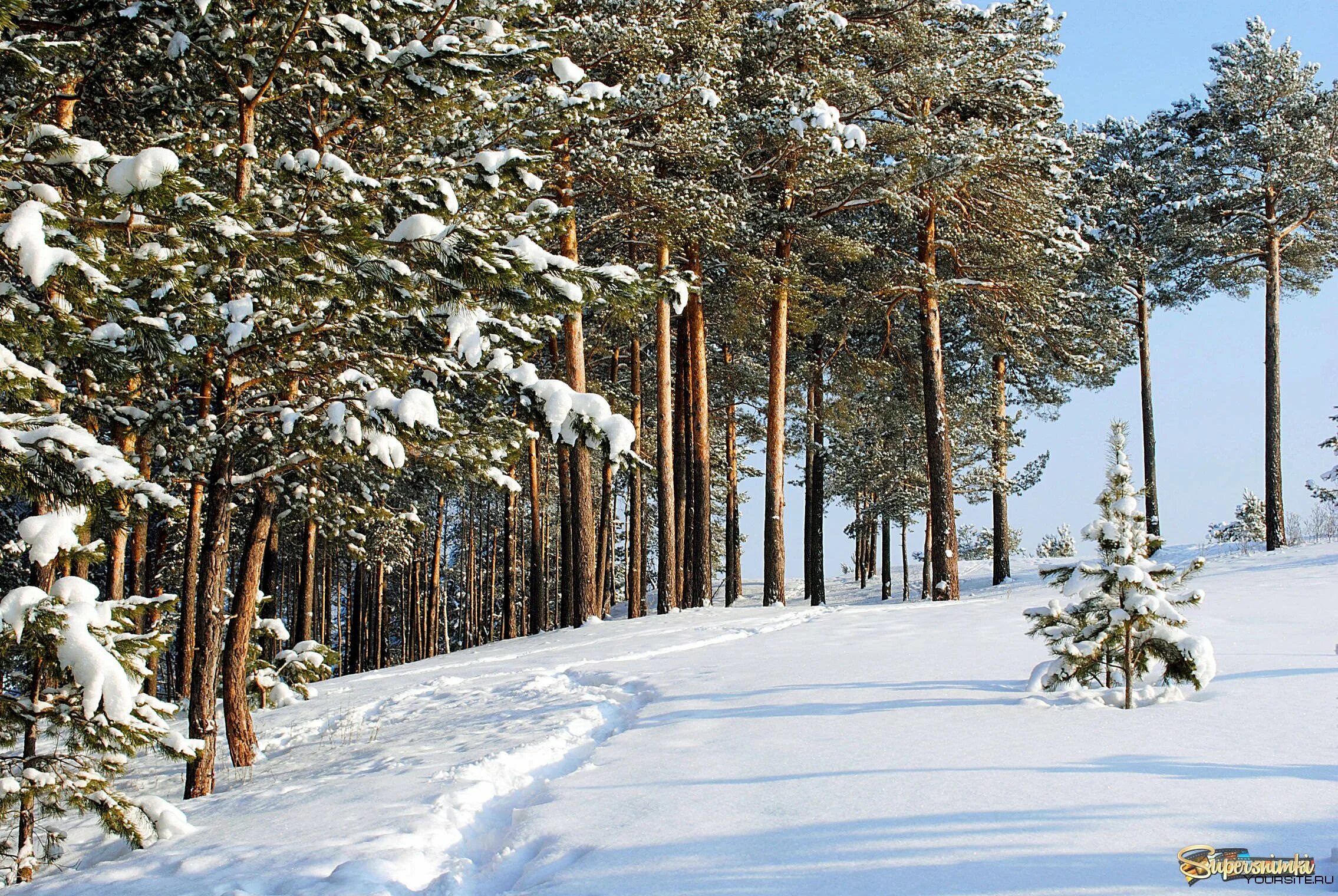 Зима лесная опушка. Опушка леса зимой. Опушка зимнего леса. Опушка леса зимой. Опушка зимнего леса.