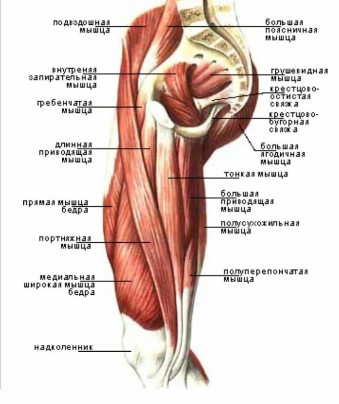 Бедра женщины фото где находится. Мышцы внутренней поверхности бедра анатомия. Мышцы наружной поверхности бедра анатомия. Бедра анатомия строение. Мышцы бедра передняя задняя медиальная группа.