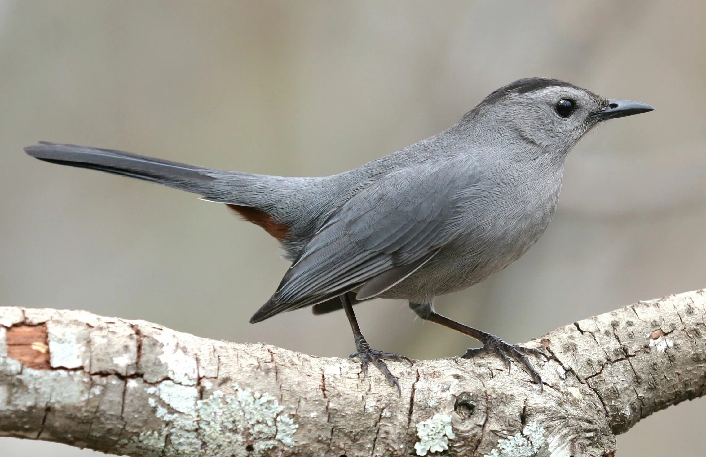 Прочитать серая птица. Dumetella carolinensis. Gray Catbird птица. Серый Дрозд. Серая птица.