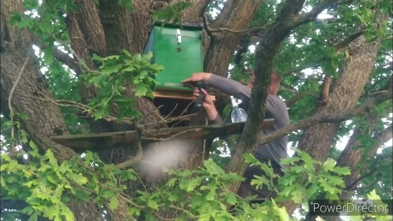 К рой что это. Поимка роев в 2025 году. ловим рои ловушками видео. фото 6 рамочной с пойманным роем. как поймать рой пчёл на ловушку старый способ.
