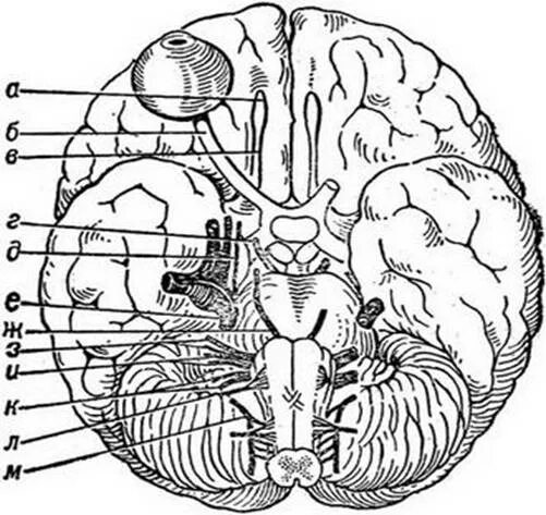 Черепные нервные узлы. Черепные нервы на основании головного мозга. 12 Пар черепных нервов. 12 Пар черепно мозговых нервов. Основания головного мозга 12 пар черепно мозговых нервов.