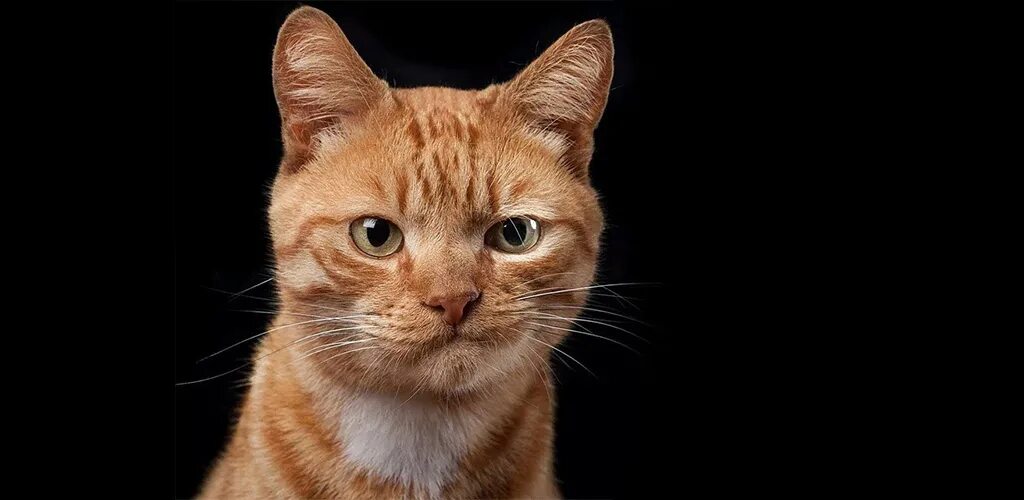 Подозрительный рыжий кот. Подозрительный рыжий кот. Рыжий кот с ухмылкой. Рыжий кот скептик. Подозрительный рыжий кот.