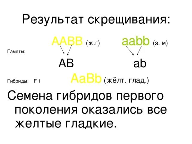 AABB AABB скрещивание. AABB гаметы. Схема скрещивания AABB. Типы гамет AABB.