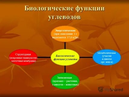 Строение углеводов биология кратко
