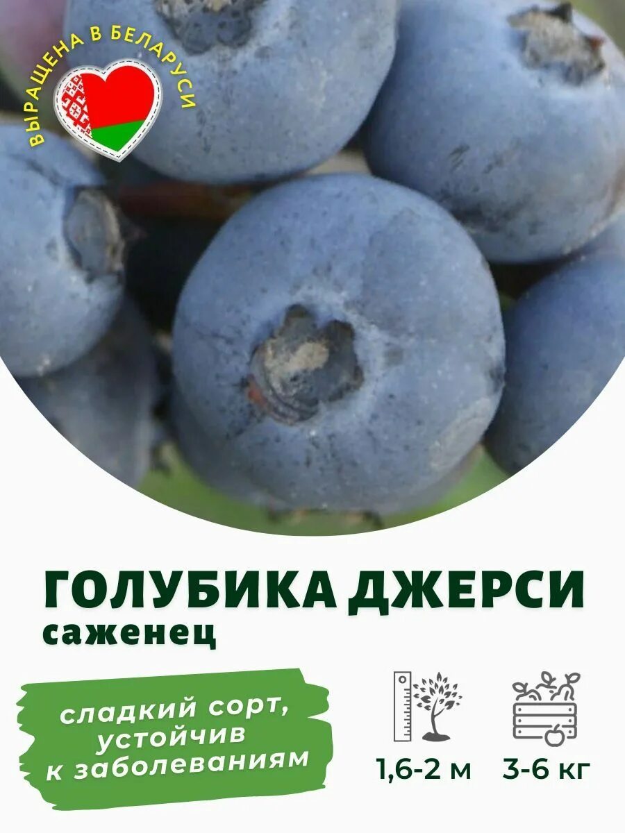 Голубика джерси описание сорта фото отзывы садоводов Саженцы голубика Джерси купить по недорогой цене в питомнике Росток