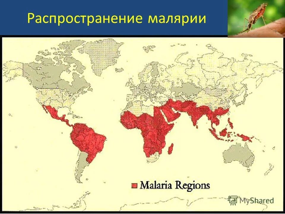 малярийный комар анофелес. распространенность малярии в мире. распространение малярии в мире. малярия распространение в мире 2020. укусы комаров малярийный комар.