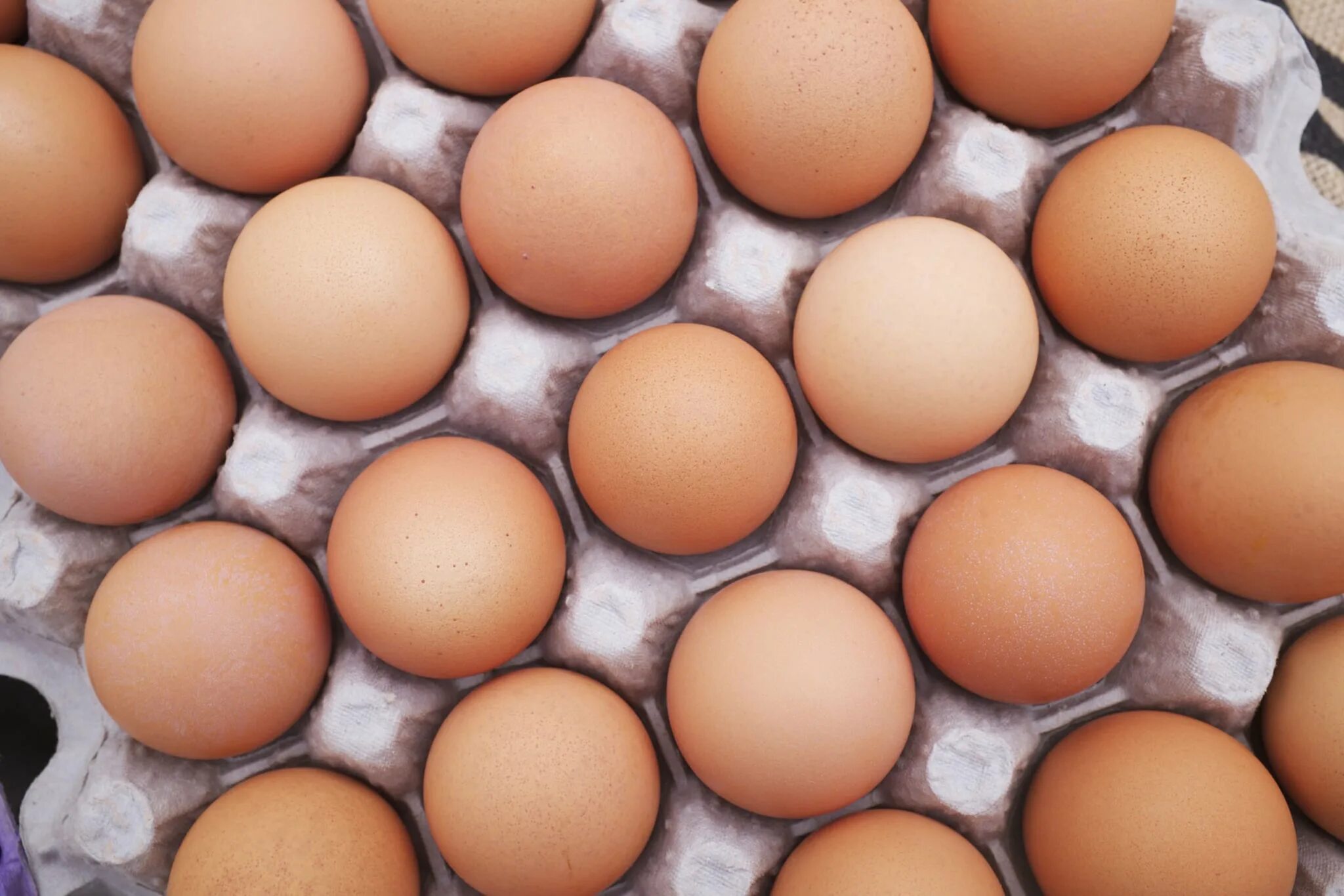 Яйцо Порсиен. Яйца куриные Порсиён 1шт. Egg видео. All eggs in sols rng