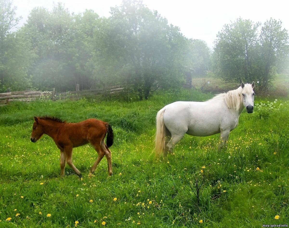 Село лошадка. Сельская лошадь. Лошади в деревне. Деревенский конь. Деревенская лошадка.