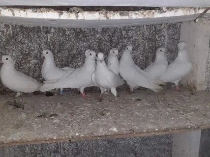 Порно машина фильмдерін онлайн көру