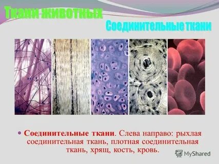 Виды ткани клетки биология