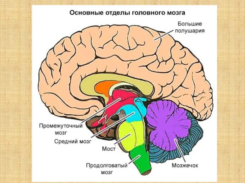 Головной мозг курс. Отделы головного мозга анатомия. Отделы головного мозга схема. Основные структуры отделов головного мозга. Рис 61 строение головного мозга.