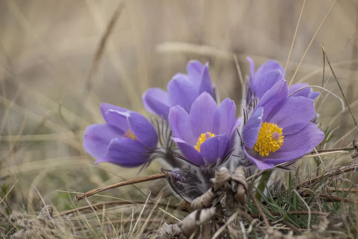 Прострел весенний сон-трава. Ньургуьун сибэкки. Сон-трава хакасия. Прострел раскрытый сон трава. Сон трава в курганской области.