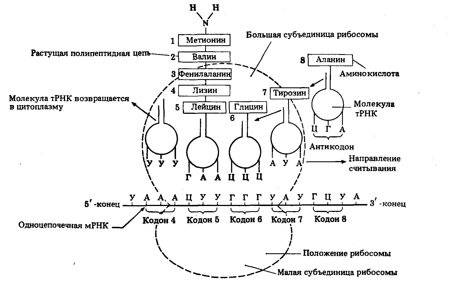 Схема синтеза белка в рибосоме трансляция. Схема этапы синтеза белка биохимия. Синтез т РНК схема. Схема синтеза белка в рибосоме.