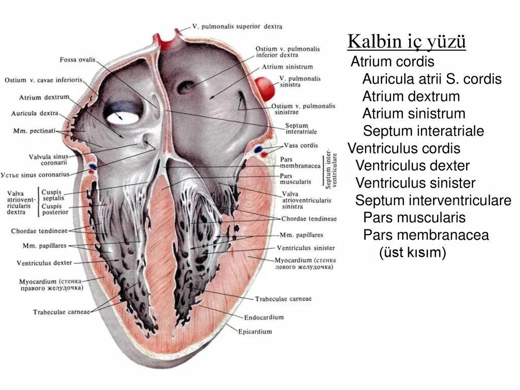 Cordis латынь. Строение правого предсердия анатомия. Правый желудочек сердца анатомия. Правое предсердие сердца анатомия. Строение правого предсердия сердца анатомия.