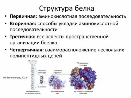 Функции первичных и вторичных белков
