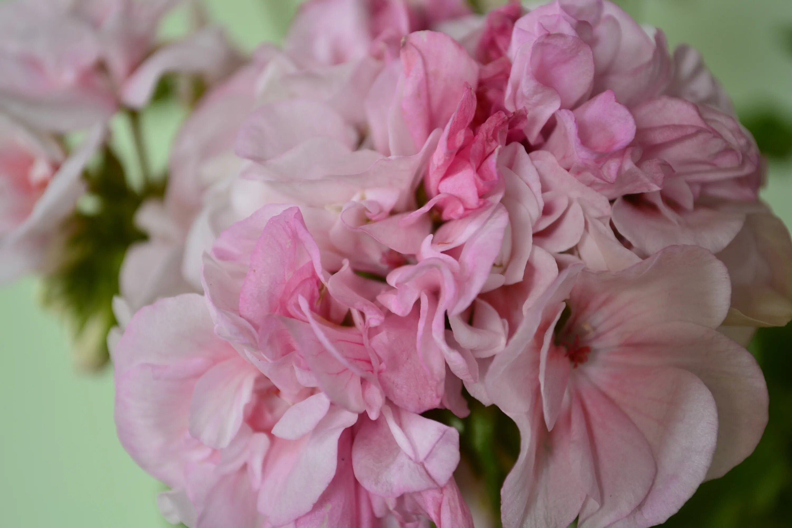 Lolette пеларгония. пеларгония сорт эммануэль фото. пеларгония зонартик лара марджори. сорт пеларгонии saga. пеларгония сорт эммануэль фото.