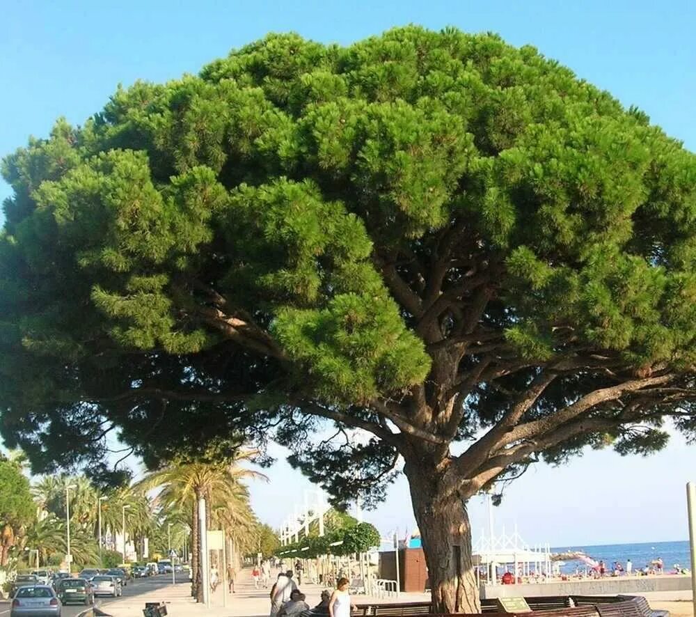 Пиния это. Pinus pinea. Средиземноморская сосна Пиния. Сосна итальянская Пиния. Сосна итальянская Пиния саженцы.