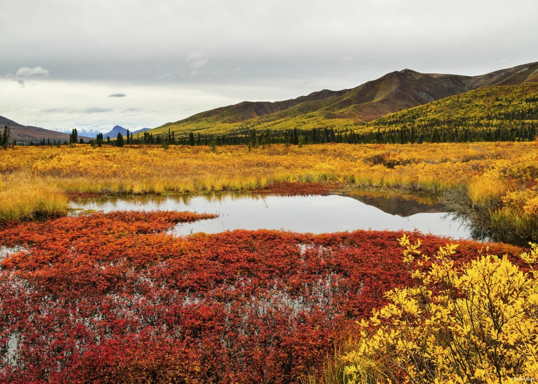 Арктическая тундра климат. Кольский полуостров природная зона тундра. Арктическая тундра климат. Лесотундра таймыр. Арктическая тундра россии.