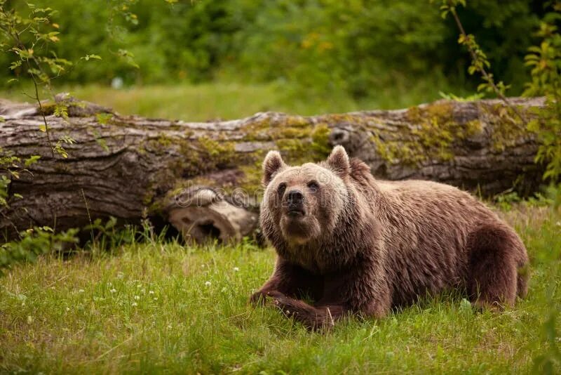 Russian brown. Медведь лежит на Камне фото сбоку.