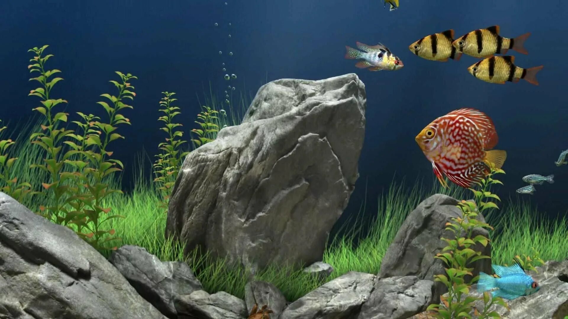 Бесплатные живые обои рыбки. Обои аквариум. Живой аквариум. Картинки на рабочий стол аквариум. Скринсейвер рыбки.